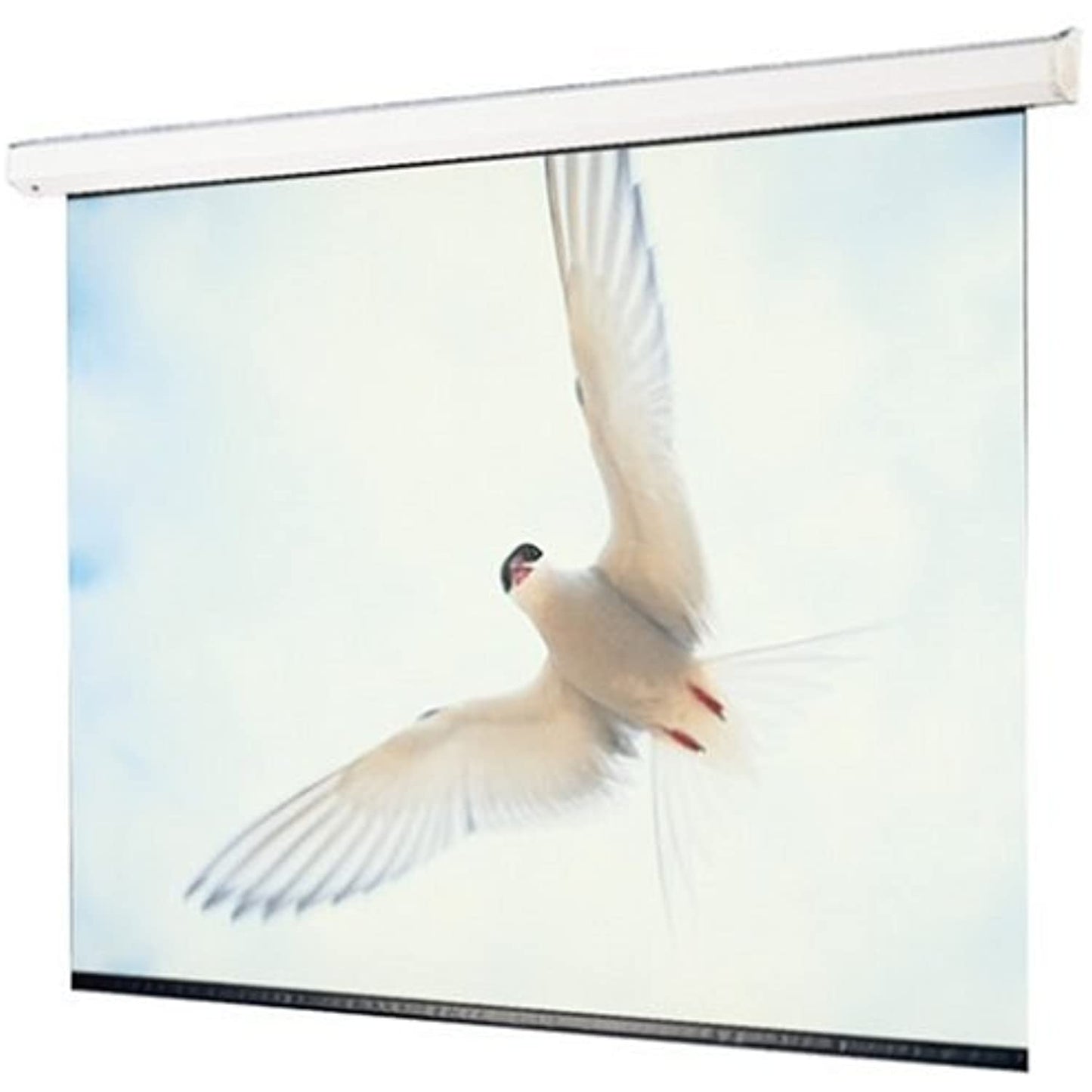 Draper 116301 106-Inch Targa HDTV Motorized Screen (Matte White)