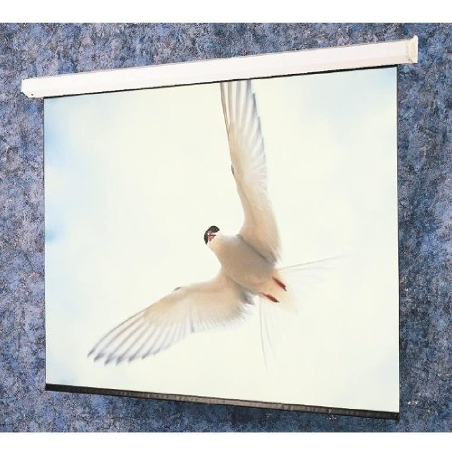 Targa Matte White Electric Projection Screen With Low Voltage Controller Viewing Area: 82" diagonal