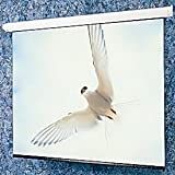 Targa Matte White Electric Projection Screen Viewing Area: 50" H x 80" W